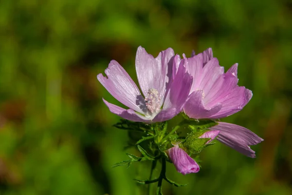 Una Flor Malva Almizclera Púrpura Jardín — Foto de Stock