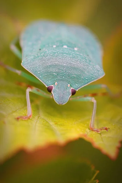 Κάθετη Closeup Ένα Γαλάζιο Ενήλικα Νότιο Πράσινο Shieldbug Nezara Virudula — Φωτογραφία Αρχείου