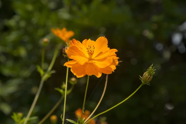 Flor Del Cosmos Guatemala Tropical América Central —  Fotos de Stock