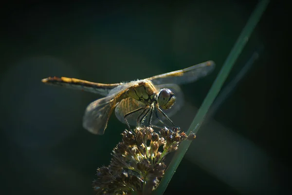 Nahaufnahme Eines Weiblichen Gelbflügeligen Darters Sympetrum Flaveolum Vor Schwarzem Hintergrund — Stockfoto