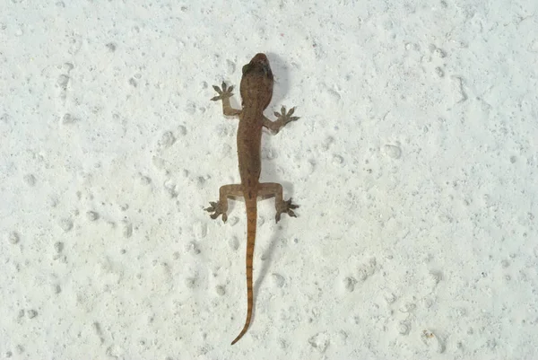 Giovane Parete Arrampicata Gecko America Centrale Guatemala — Foto Stock