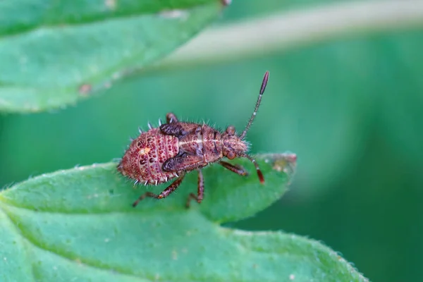 Kokusuz Bir Bitki Böcek Türünün Perisi Rhopalus Subrufus Bahçesine Yaklaştık — Stok fotoğraf