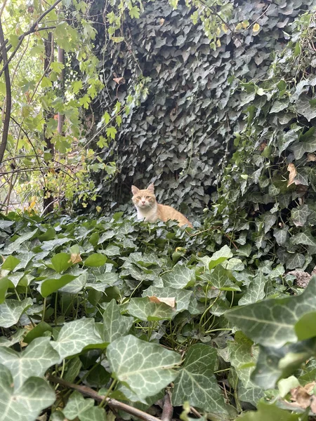 一只红猫坐在赫德拉螺旋树叶中间看着摄像机的特写镜头 — 图库照片