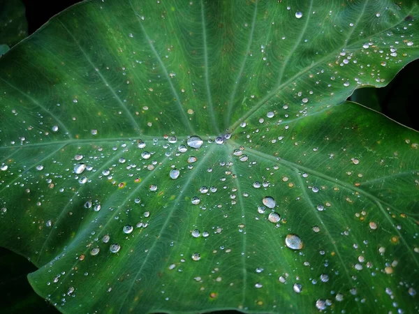 雨の降る緑の葉の終わりのショット — ストック写真