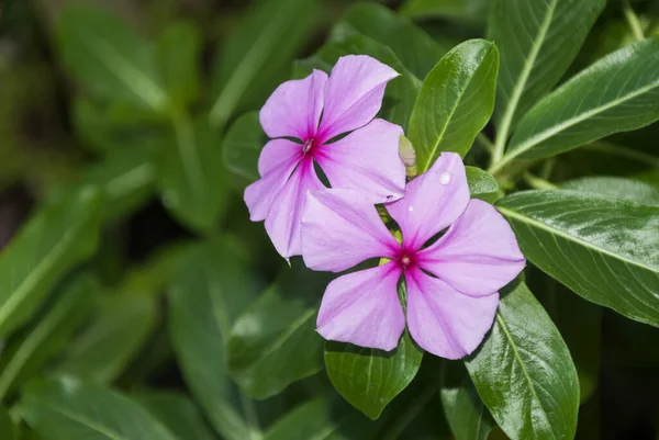 Catharanthus Roseus Jardim Guatemala América Central — Fotografia de Stock