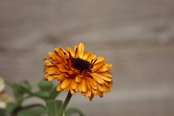 Closeup Shot Lovely Yellow Calendula Flower Beautiful Green Leaves — Stock Photo, Image