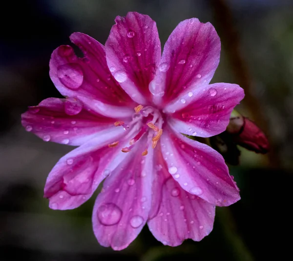 Ένα Κοντινό Πλάνο Από Ένα Ροζ Λουλούδι Truckee Lewisia Και — Φωτογραφία Αρχείου