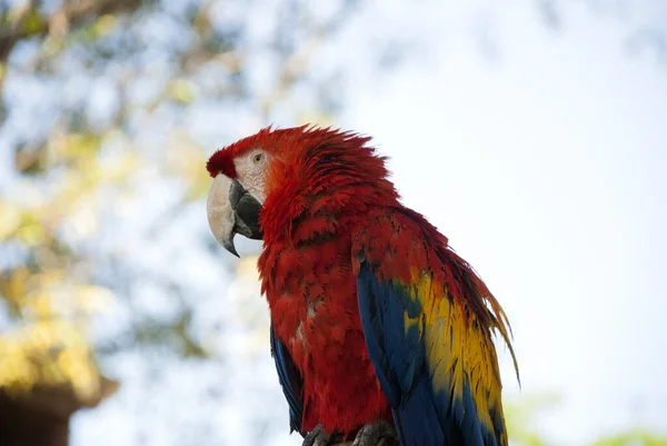Πολύχρωμο Πουλί Μπλε Φόντο Τον Ουρανό Αντίθεση Φτέρωμα Παπαγάλος Macaw — Φωτογραφία Αρχείου