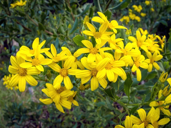 Вид Boneseed Daisies Chrysanthemoides Monilifera Желтые Цветы — стоковое фото