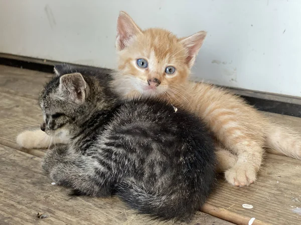 Två Små Kattungar Huset — Stockfoto