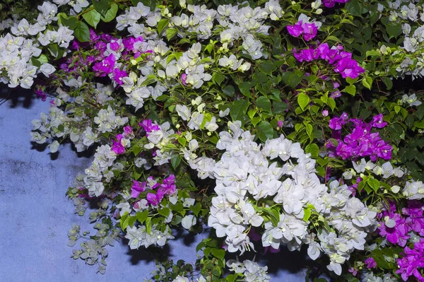 Bougainvillea Květina Guatemale Buganvilla Střední Amerika — Stock fotografie