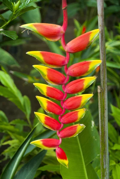 Heliconia Rostrata Heliconiaceae Fiore Tropicale Guatemala America Centrale — Foto Stock