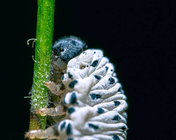 Een Close Shot Van Een Rups Een Plant Zwarte Achtergrond — Stockfoto