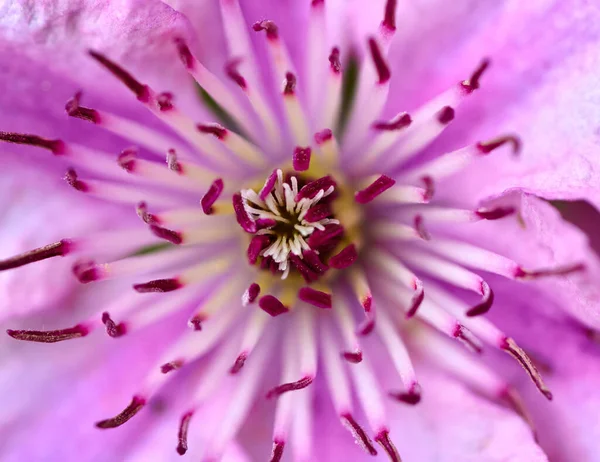 Bir Rosea Buz Bitkisi Çiçeğinin Makro Çekimi Güzel Bir Sırtı — Stok fotoğraf