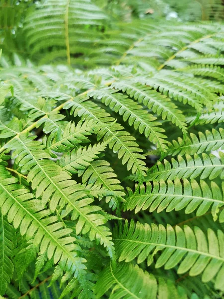 Een Closeup Van Groene Loof Van Een Plant Tuin — Stockfoto