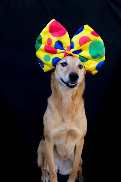 Portret Psa Dużą Muszką Kolorowymi Kropkami Głowie Czarnym Tle — Zdjęcie stockowe