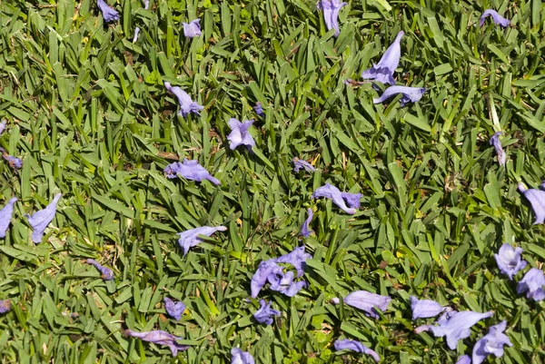 Jacaranda petals, Flor Jacaranda in Guatemala, Jacaranda mimosifolia central america