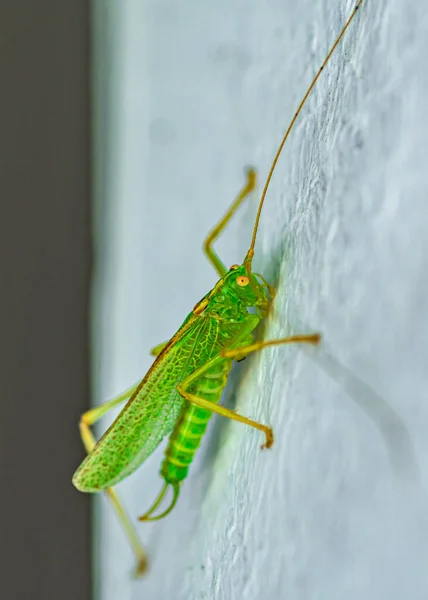 Closeup Shot Green Grasshopper White — Stock Photo, Image
