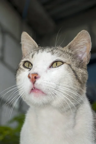 Gato Doméstico Casa Jardín América Latina Guatemala — Foto de Stock