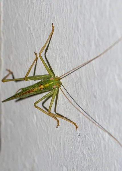 Primo Piano Una Cavalletta Verde Muro Bianco — Foto Stock