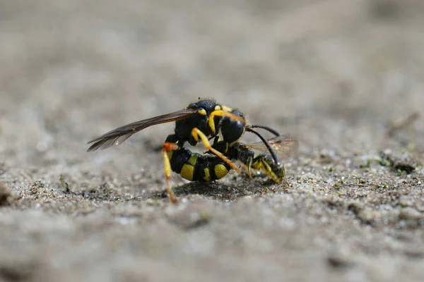 Primo Piano Una Femmina Della Vespa Scavatrice Coda Ornata Cerceris — Foto Stock