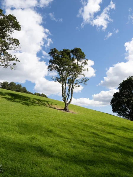 View Lonely Pohutukawa Tree Green Field — Stock Photo, Image