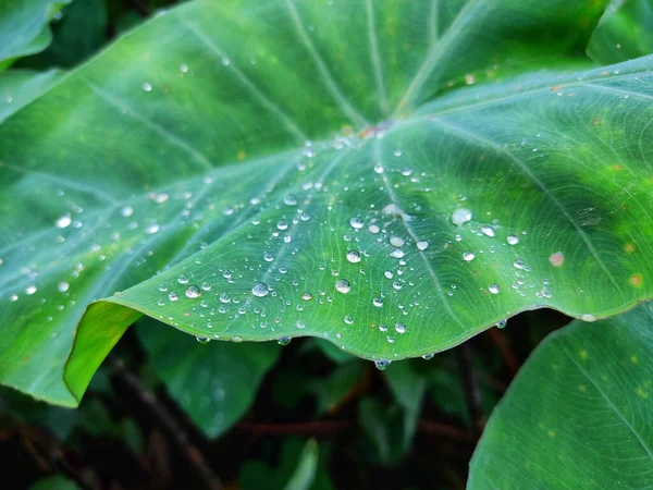 Close Shot Green Leaf Rain Drops — Stock Photo, Image