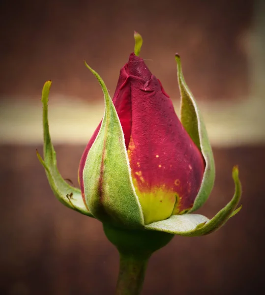 Colpo Verticale Bocciolo Rosa Con Belle Foglie Verdi — Foto Stock