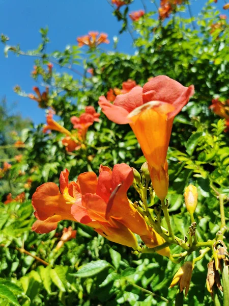 Eine Nahaufnahme Orangefarbener Blüten Mit Den Grünen Verschwommenen Blättern Hintergrund — Stockfoto