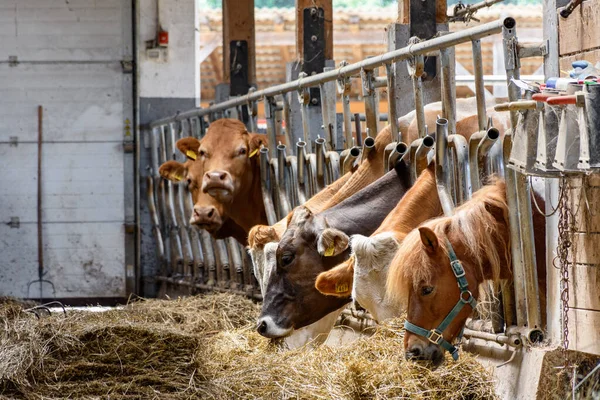 Dairy Cows Eating Hay Barn — Stock Photo, Image