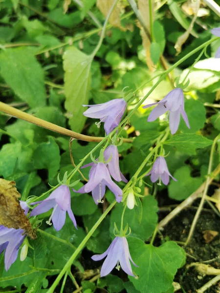 マドリード スペインの背景に緑のぼやけた葉を持つ紫色の花の閉鎖 — ストック写真