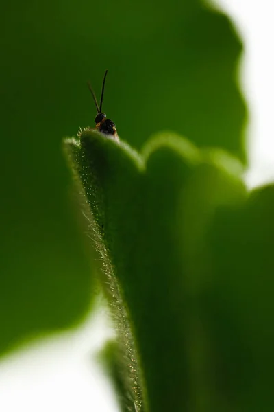 背景模糊的植物上蜜蜂的垂直镜头 — 图库照片