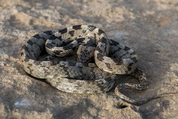 Egy Európai Macska Kígyó Vagy Soosan Snake Telescopus Fallax Összegömbölyödve — Stock Fotó