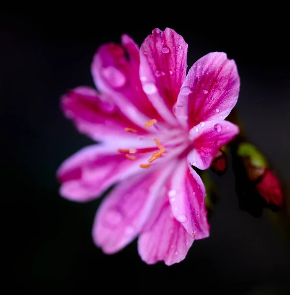 Ένα Κοντινό Πλάνο Από Ένα Ροζ Λουλούδι Truckee Lewisia Και — Φωτογραφία Αρχείου