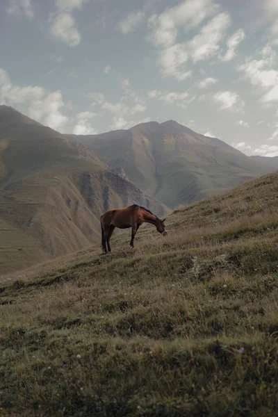 Een Prachtig Uitzicht Een Bruin Paard Het Gras Het Veld — Stockfoto