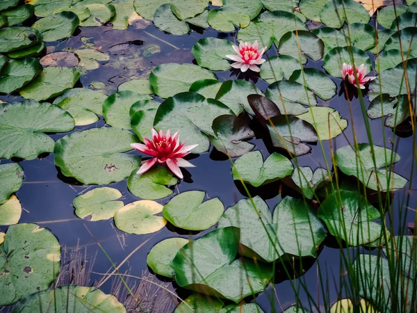 Ninfee Rosa Fiorite — Foto Stock