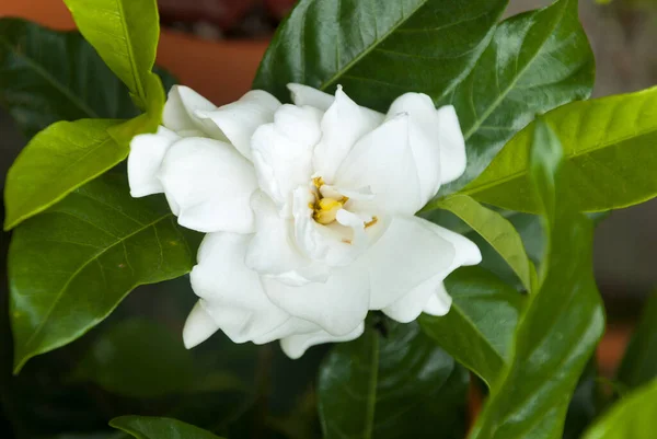 Gardenia Jasminoides Gwatemali Ameryka Środkowa Biały Kwiat — Zdjęcie stockowe