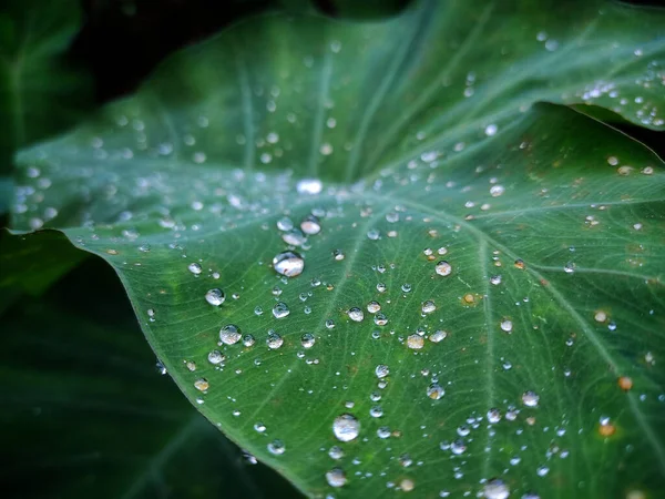 Крупный План Зеленого Листа Капельками Дождя — стоковое фото