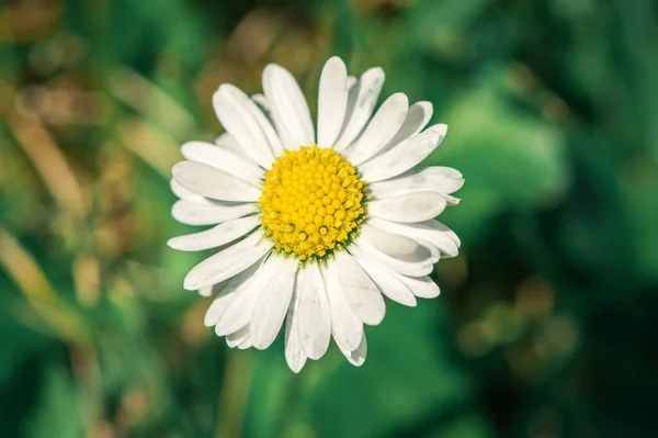 Eine Nahaufnahme Von Kamille Auf Verschwommenem Hintergrund — Stockfoto