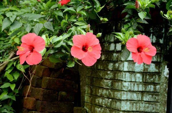 Primer Plano Ramo Flores Hibisco Rosa — Foto de Stock