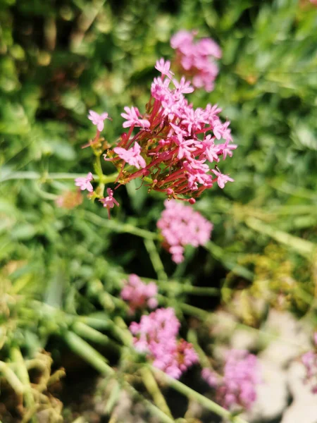 マドリード スペインの背景に緑のぼやけた葉を持つピンクの花の閉鎖 — ストック写真