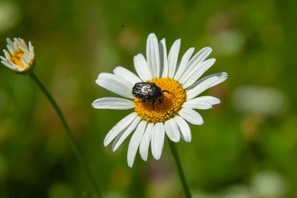 Insecto Una Hermosa Flor Manzanilla — Foto de Stock