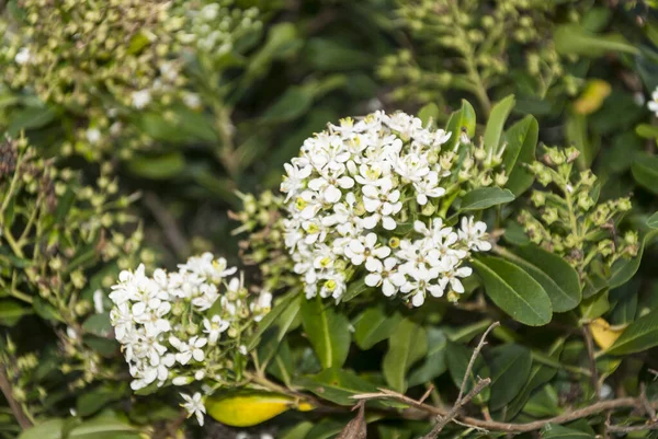 Fiori Bianchi Tropicali Giardino Cielo Posteriore America Centrale — Foto Stock