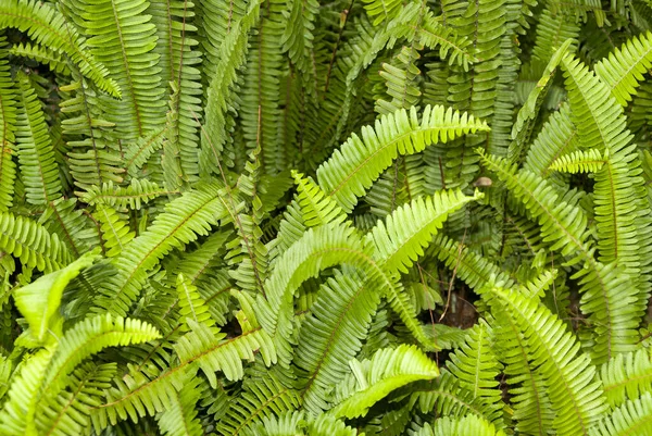 Nephrolepis Cordifolia Quetzal Tail Fougère Dents Scie Guatemala Amérique Centrale — Photo