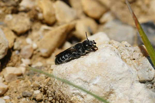 Zbliżenie Zaczepionej Pszczoły Hoplitis Adunca Opalanie Się Ciepłym Kamieniu — Zdjęcie stockowe