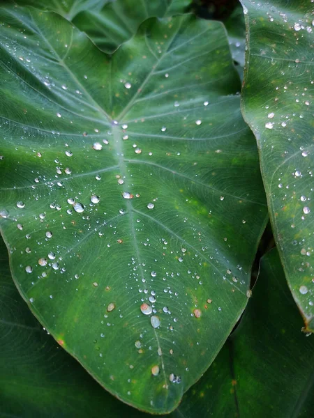 Close Shot Green Leaf Rain Drops — Stock Photo, Image