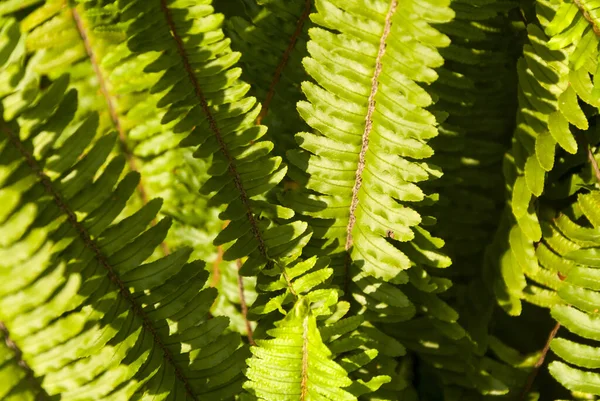 Nefrolepis Cordifolia Coda Quetzal Felce Dente Sega Guatemala America Centrale — Foto Stock