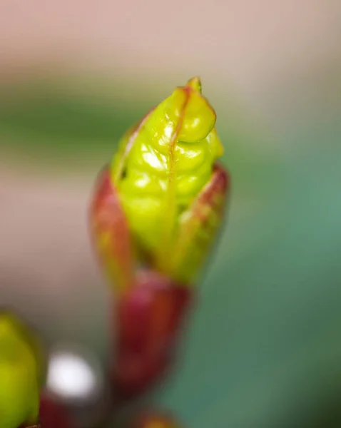 Неглибокий Фокусний Постріл Зеленого Квіткового Бутона — стокове фото