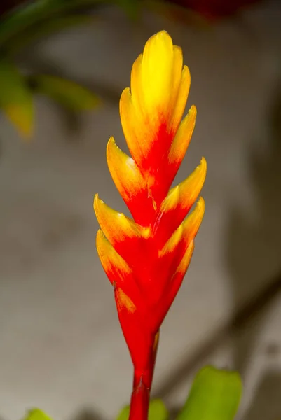 Bromeliad Bromeli Aceae Guatemala Orta Amerika Güzel Çiçek — Stok fotoğraf