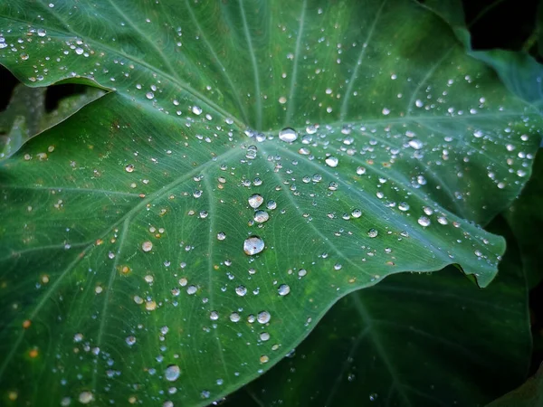 Close Shot Green Leaf Rain Drops — Stock Photo, Image